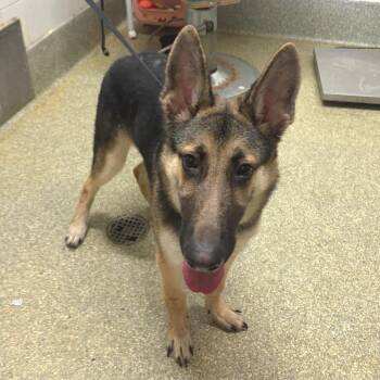 IVHS-Stray-141527 -  German Shepherd Dog Dog for Adoption in San Gabriel, California - IVHS-Stray-141527 | PetCurious
