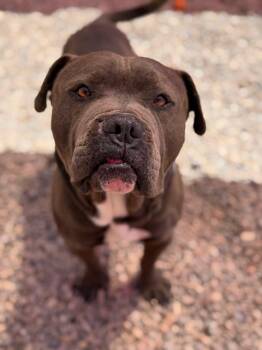 Pit Bull Terrier Dogs Available for Adoption in Eagle, Idaho - Hercules **Courtesy Post. Out Of Town Pet. See Below For Details | PetCurious