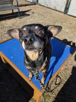 Miniature Pinscher Dogs Available for Adoption - RANGO | PetCurious