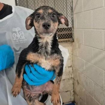 Rosita -  Australian Shepherd and Mixed Breed Dog for Adoption in Morton Grove, Illinois - Rosita | PetCurious