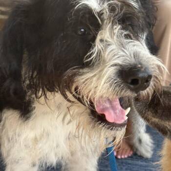 Tux -  Giant Schnauzer Dog for Adoption - Tux | PetCurious