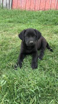 SPONSOR OR FOSTER ME - Liam -  Labrador Retriever Dog for Adoption in Grafton, Wisconsin - SPONSOR OR FOSTER ME - Liam | PetCurious