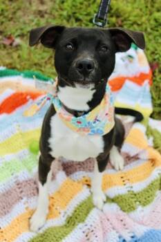 Rescue Pit Bull Terrier Dogs for Adoption in Indiana, Pennsylvania - Bentley | PetCurious