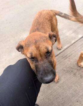 Mixed Breed Dogs Available for Adoption in Dallas, Texas - CUJO | PetCurious