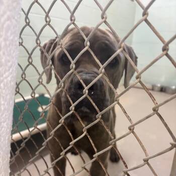 Nino -  Mastiff and Mixed Breed Dog for Adoption in Newark, New Jersey - Nino | PetCurious