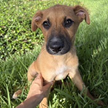 Hansel -  Shepherd Dog for Adoption in Harlingen, Texas - Hansel | PetCurious
