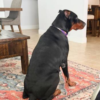 Cora 3629 -  Doberman Pinscher Dog for Adoption in Oakland Park, Florida - Cora 3629 | PetCurious