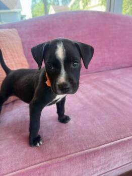 Gisele -  Black Mouth Cur Dog for Adoption in New London, Wisconsin - Gisele | PetCurious