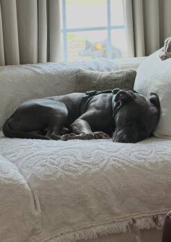 Cash -  Pit Bull Terrier Dog for Adoption in Cuyahoga Falls, Ohio - Cash | PetCurious