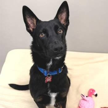 Chappy -  Shepherd and Mixed Breed Dog for Adoption in Wheeling, Illinois - Chappy | PetCurious