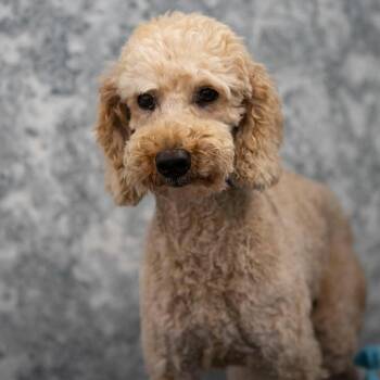 Edgar (JY26-52) -  Poodle Dog for Adoption in Peyton, Colorado - Edgar (JY26-52) | PetCurious