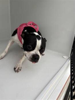 MIA -  Boston Terrier Dog for Adoption in Houston, Texas - MIA | PetCurious
