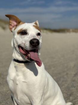 Jack Russell Terrier and Terrier Dogs Available for Adoption in Holly Springs, North Carolina - Ellie - (Courtesy) | PetCurious