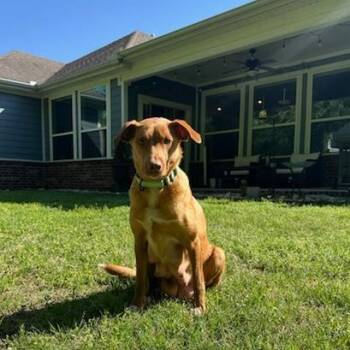 Mixed Breed Dogs Available for Adoption in Bentonville, Arkansas - Bonnabelle | PetCurious