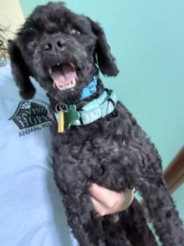 Poodle and Mixed Breed Dogs Available for Adoption in Fort Worth, Texas - Edgar | PetCurious
