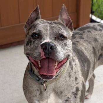 POSSUM -  Pit Bull Terrier Dog for Adoption in Indianapolis, Indiana - POSSUM | PetCurious
