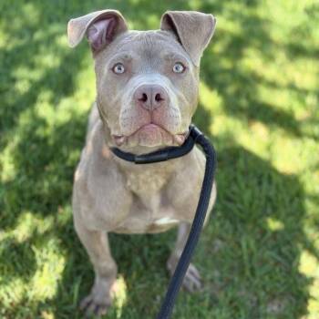 Mixed Breed Dogs Available for Adoption in Spokane, Washington - Diesel | PetCurious