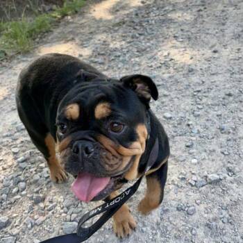 Maggie -  American Bulldog Dog for Adoption in Sanford, North Carolina - Maggie | PetCurious
