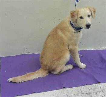 German Shepherd Dog and Mixed Breed Dogs Available for Adoption - VANILLA | PetCurious