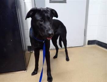 RAIN -  Labrador Retriever and Mixed Breed Dog for Adoption in St. Peters, Missouri - RAIN | PetCurious