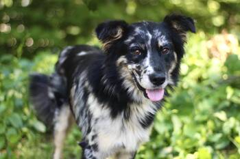 Big Man in NH. Come Meet our Adoptable Dogs Wednesday-Saturday.  -  Australian Shepherd Dog for Adoption in Manchester, New Hampshire - Big Man In NH. Come Meet Our Adoptable Dogs Wednesday-Saturday.  | PetCurious