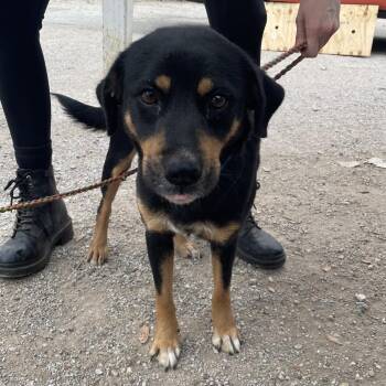 Retriever Dogs Available for Adoption - Miss Spider | PetCurious