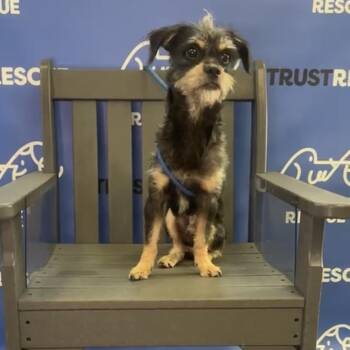 SCHANDLE -  Terrier Dog for Adoption in Waterford, New Jersey - SCHANDLE | PetCurious