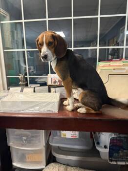 Rescue Beagle Dogs for Adoption in Indianapolis, Indiana - Graham | PetCurious