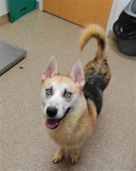 TONY -  Siberian Husky and Mixed Breed Dog for Adoption in Albuquerque, New Mexico - TONY | PetCurious
