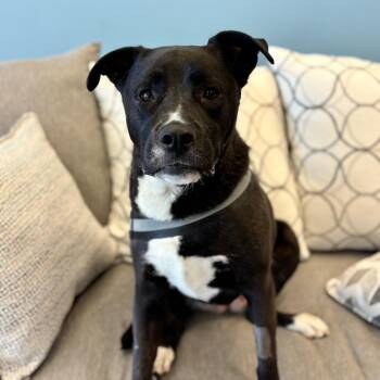 Tippy -  Mixed Breed Dog for Adoption in Park City, Utah - Tippy | PetCurious