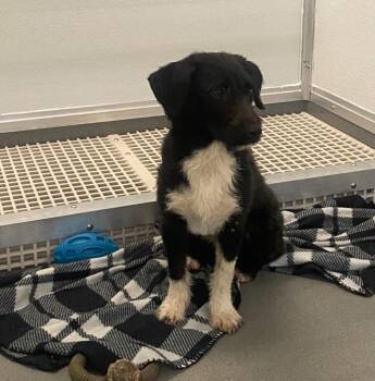 Andie -  Corgi and Terrier Dog for Adoption in Bryant, Arkansas - Andie | PetCurious