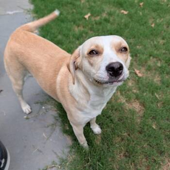 Goldie -  Beagle and Yellow Labrador Retriever Dog for Adoption in Bella Vista, Arkansas - Goldie | PetCurious