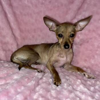 Chihuahua Dogs Available for Adoption - Paco  | PetCurious