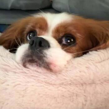 Lizzie -  Cavalier King Charles Spaniel Dog for Adoption in Sinking Spring, Pennsylvania - Lizzie | PetCurious