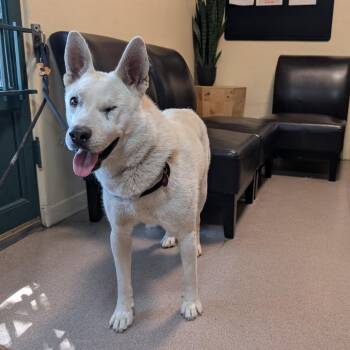 Snow -  German Shepherd Dog and Husky Dog for Adoption in Pasadena, California - Snow | PetCurious