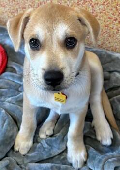 Mixed Breed Dogs Available for Adoption in Stanwood, Washington - Jameson | PetCurious