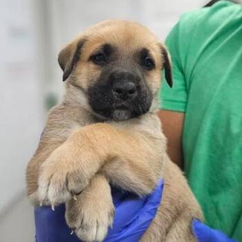 French Fry -  Shepherd Dog for Adoption - French Fry | PetCurious