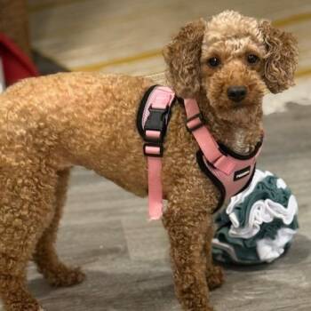 Poodle Dogs Available for Adoption in Madison, Wisconsin - Brook | PetCurious