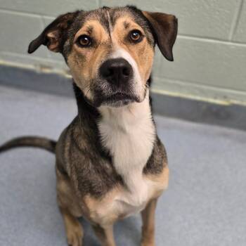 Panfish -  German Shepherd Dog and Mixed Breed Dog for Adoption in East Hanover, New Jersey - Panfish | PetCurious