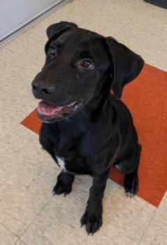 Pele A218664 -  Labrador Retriever Dog for Adoption in Plano, Texas - Pele A218664 | PetCurious