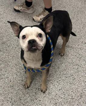 Nancy -  Pit Bull Terrier and Mixed Breed Dog for Adoption in Kansas City, Missouri - Nancy | PetCurious