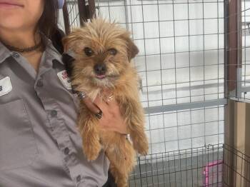 Yorkshire Terrier and Terrier Dogs Available for Adoption in Grafton, Wisconsin - Tate - ADOPTION IN PROCESS | PetCurious