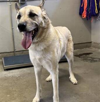German Shepherd Dog and Mixed Breed Dogs Available for Adoption in Camarillo, California - MARA | PetCurious