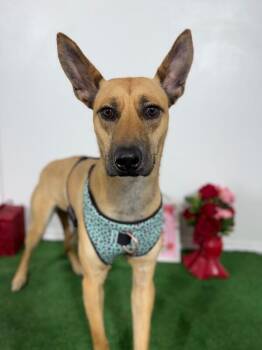 Belgian Shepherd Malinois and German Pinscher Dogs Available for Adoption - Canela | PetCurious