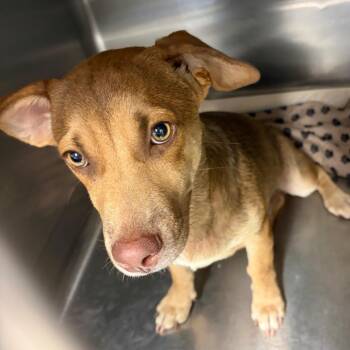 Cinnamon Toast -  Mixed Breed Dog for Adoption in Lake Jackson, Texas - Cinnamon Toast | PetCurious