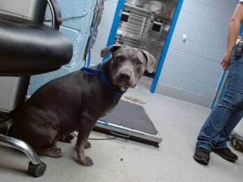 SASSY -  Pit Bull Terrier and Mixed Breed Dog for Adoption in Albuquerque, New Mexico - SASSY | PetCurious