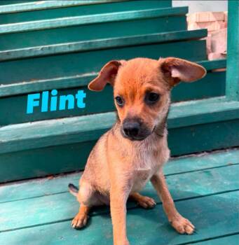 Flint -  Australian Shepherd and Chihuahua Dog for Adoption in Melbourne, Florida - Flint | PetCurious
