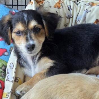 Miniature Dachshund and Mixed Breed Dogs Available for Adoption in San Juan Capistrano, California - BECKHAM | PetCurious