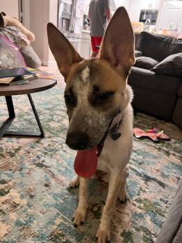 Cattle Dog Dogs Available for Adoption - Jessi | PetCurious