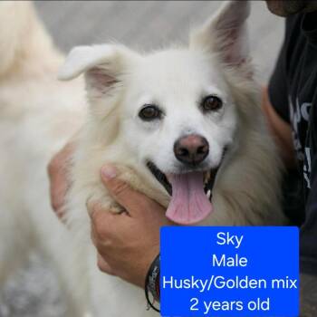 Husky and Golden Retriever Dogs Available for Adoption in Ross, Ohio - Sky | PetCurious